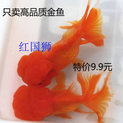 金鱼活体狮头练手淡水发财