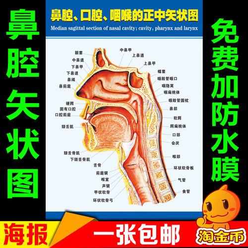 鼻腔口腔咽喉正中矢状图海报 耳鼻喉侧面结构解剖图挂图 医院展板