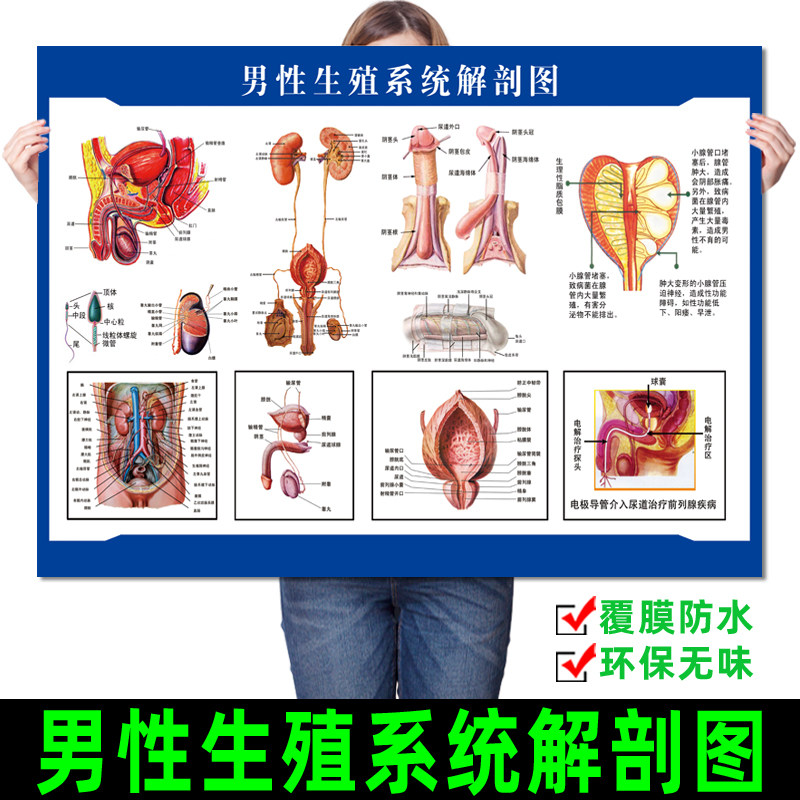 男女泌尿生殖器解剖图女性生殖系统图人体器官知识挂图广告贴纸