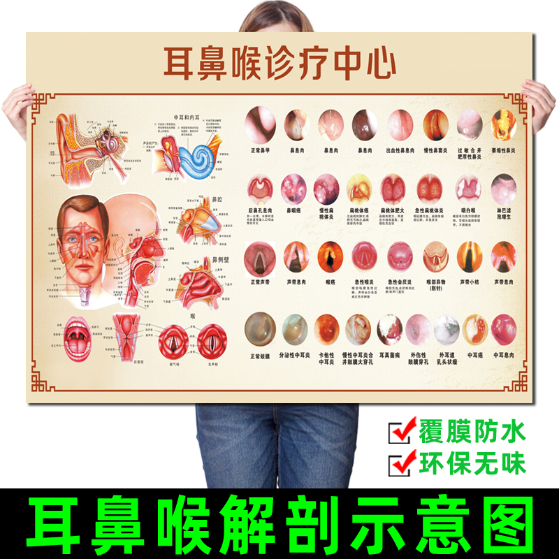 《耳鼻喉解剖示意图》医院鼻腔口腔咽喉正中矢状图解部图鼻炎海报