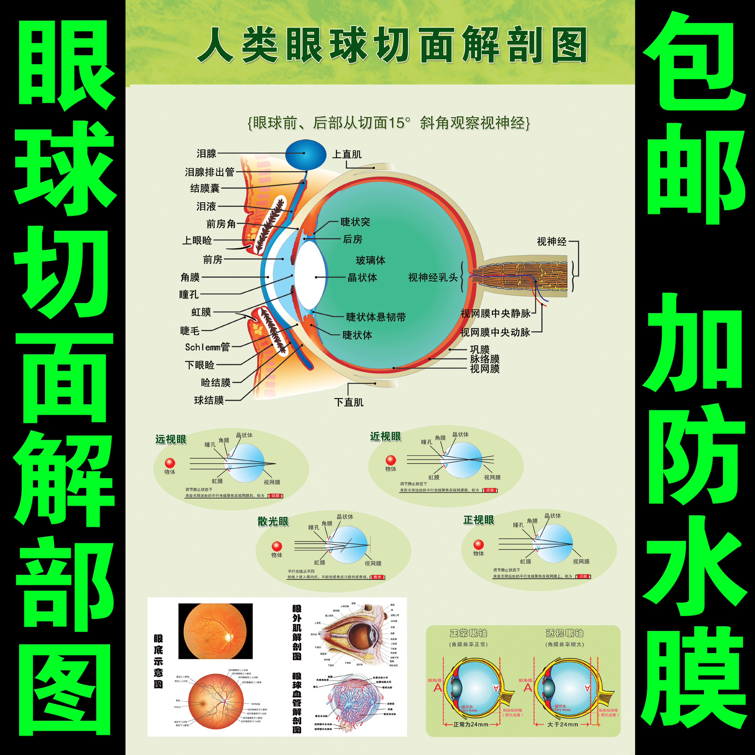 眼球解剖图泪腺分布图 人体眼部肌肉血管结构图 医院医学宣传海报
