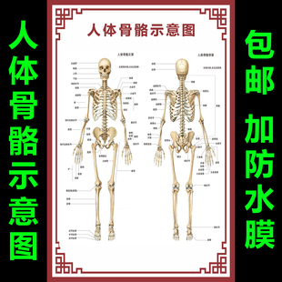 人体骨骼图大挂图器官人体内脏结构图穴位图人体肌肉解剖图海报