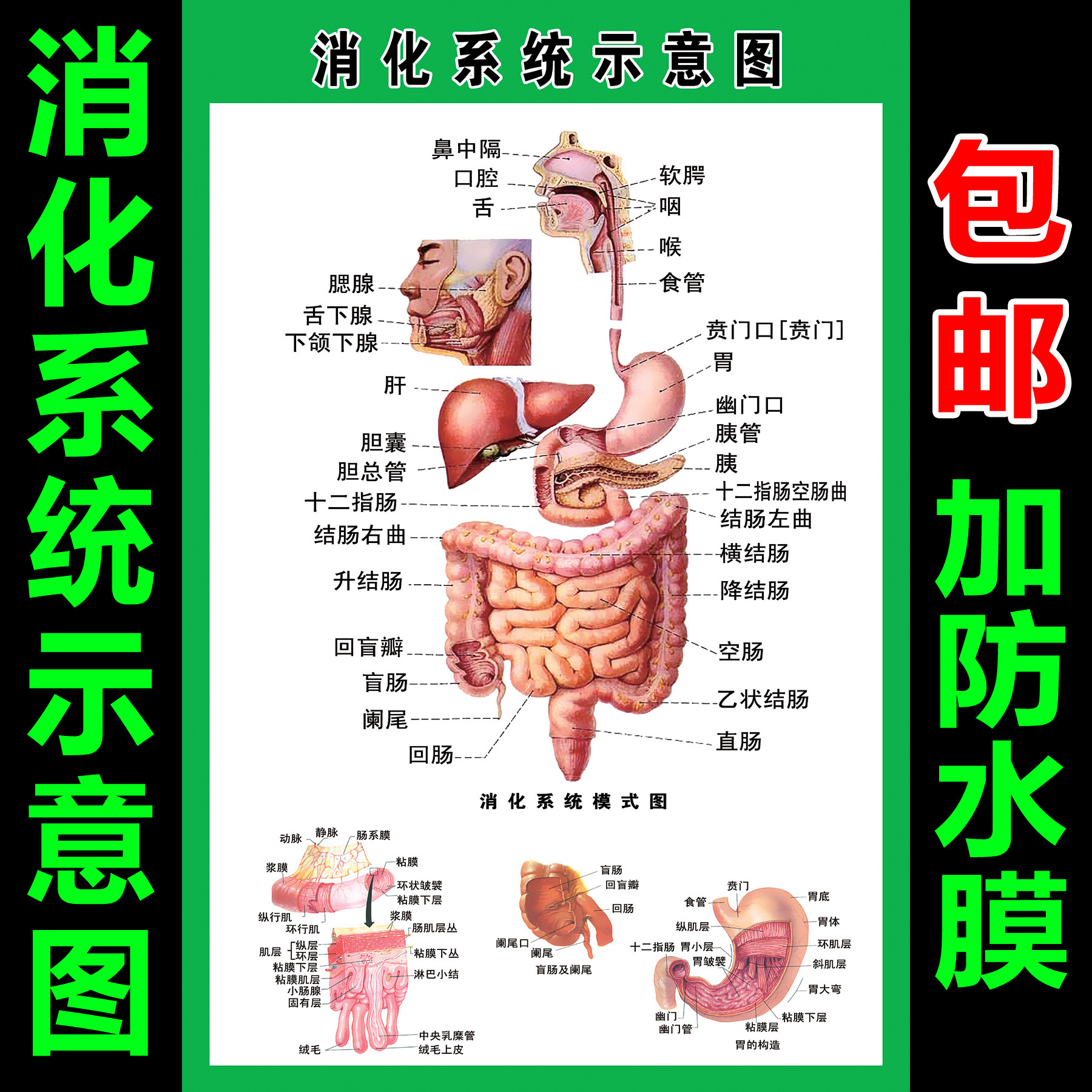 消化肠道系统结构示意图医学挂图血液人体生殖器官医院解剖图海报