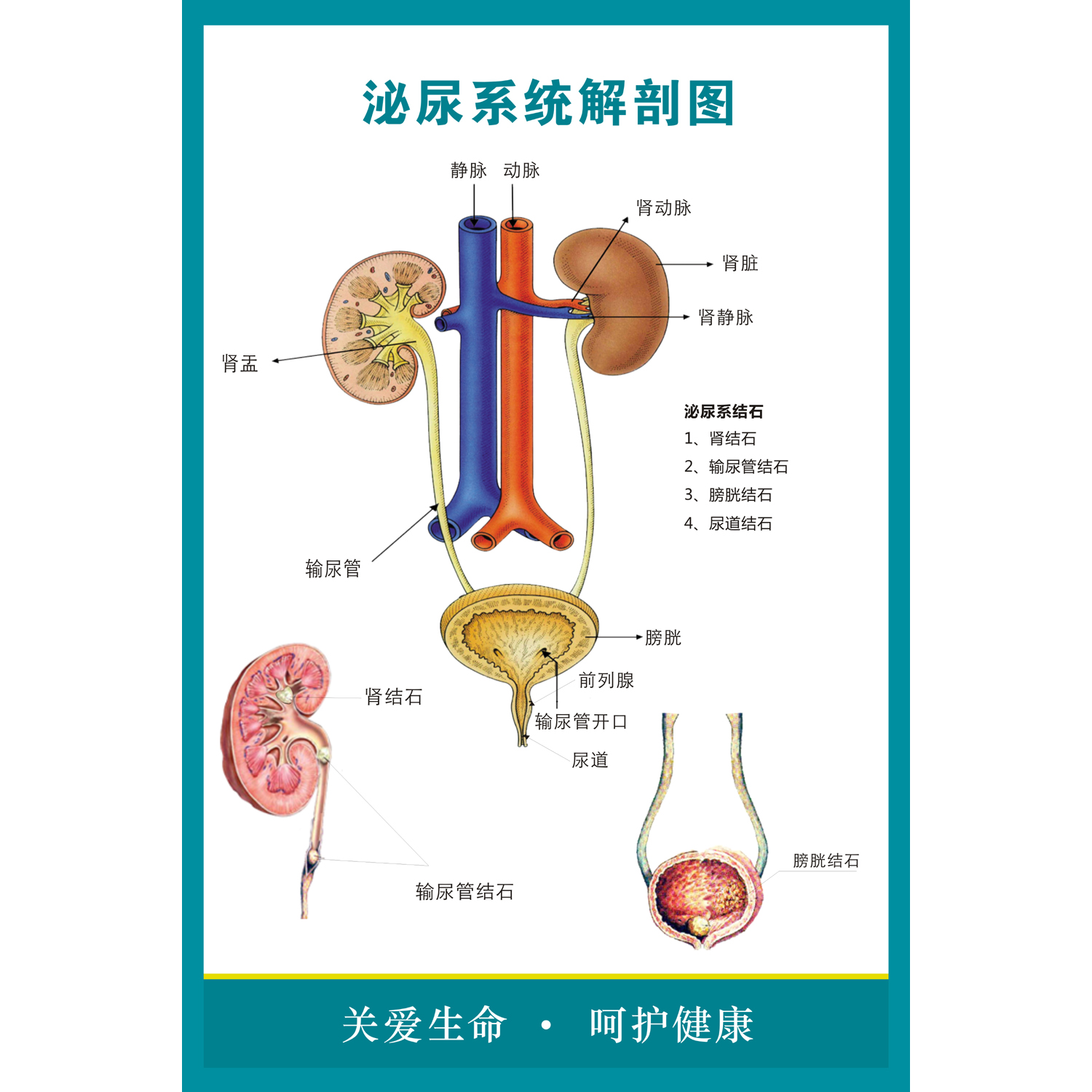 男女泌尿生殖器解剖图 女性生殖系统图医学人体生殖系统解剖挂图