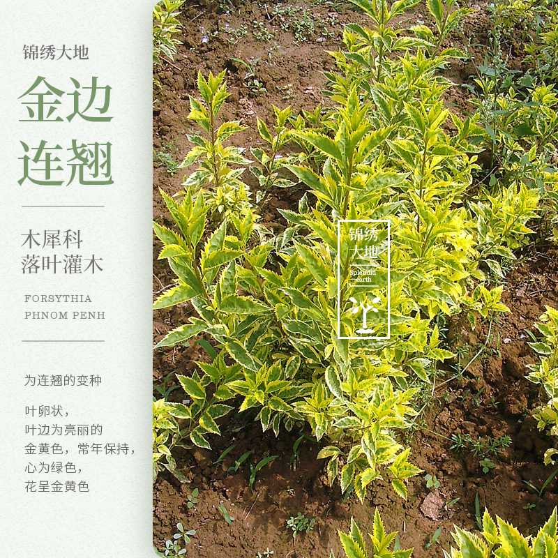 优质正宗金边连翘 花叶连翘  金边假连翘 黄花连翘 庭院绿化树
