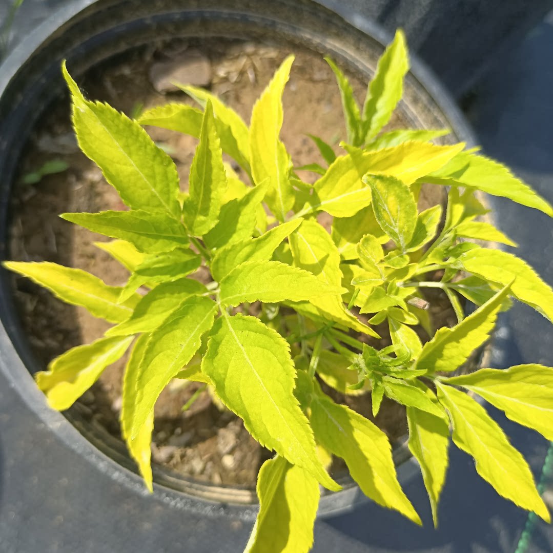 金叶接骨木黄金塔庭院植物花园植物别墅专用