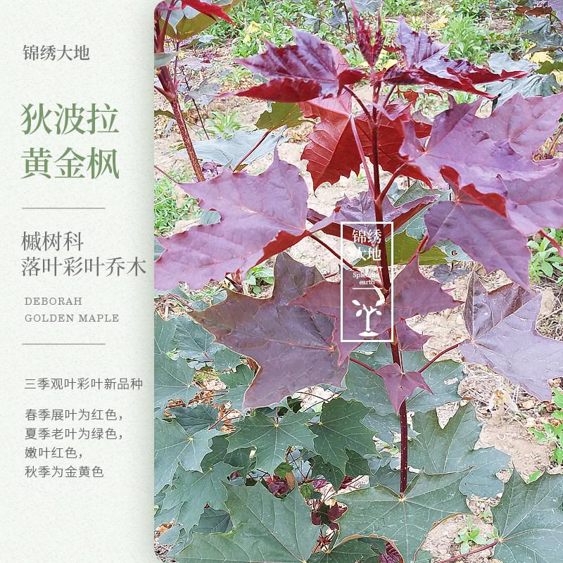 狄波拉挪威槭 狄波拉黄金枫  黄金叶 红哨兵挪威槭 挪威槭 树种