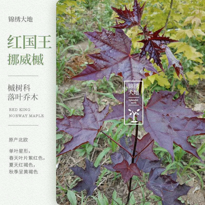 红国王挪威槭 黄金枫 国王枫 枫树 枫叶三季红叶 庭院树种 红枫