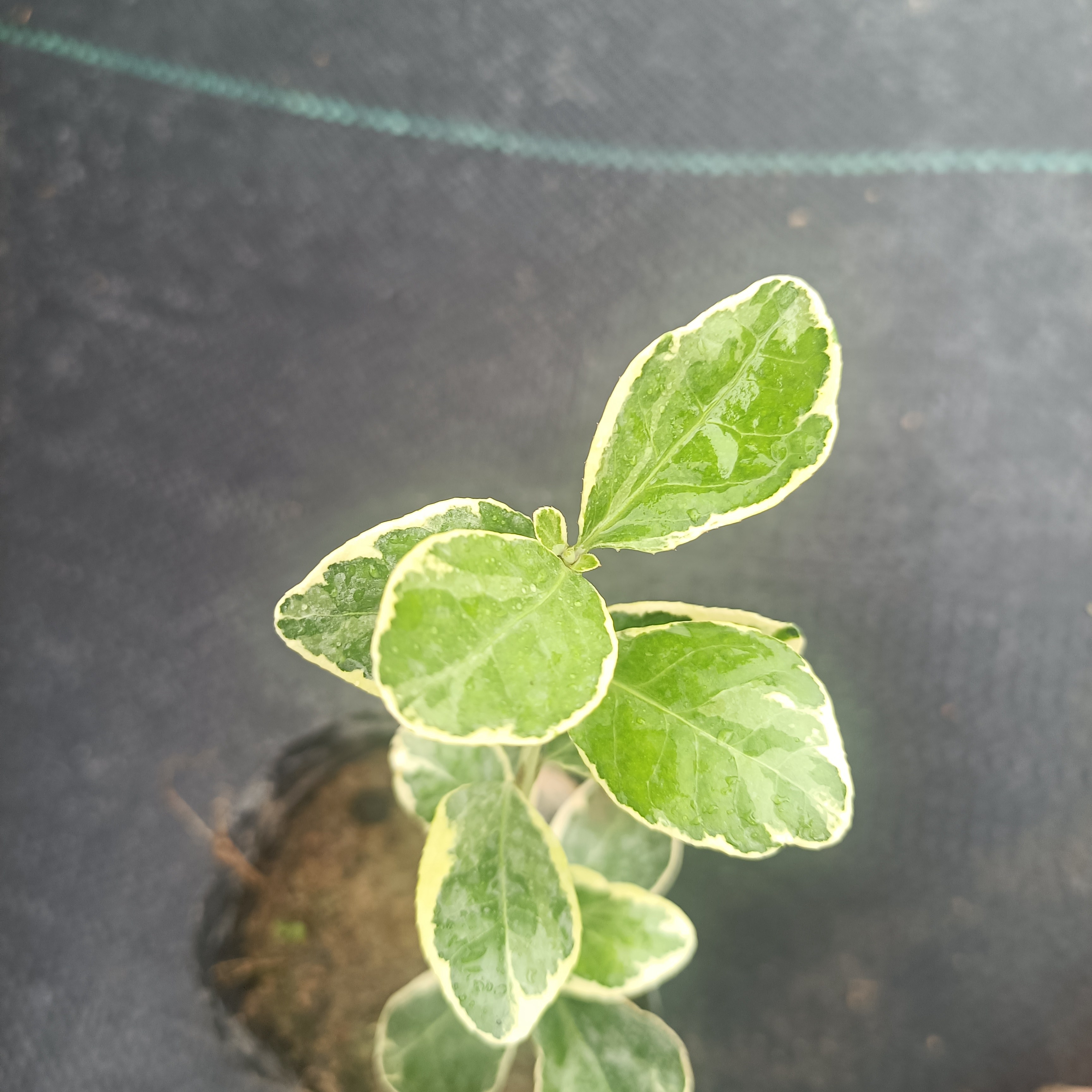 锦绣大地盆栽 冬红卫矛  庭院阳台植物 彩叶树种