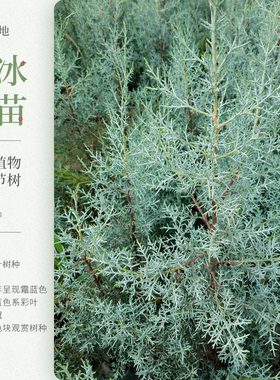 蓝冰柏 圣诞树 蓝叶柏 叶三季霜蓝色 常绿树种 彩叶树种