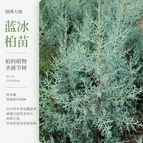 圣诞树蓝色常绿彩叶叶三季常绿