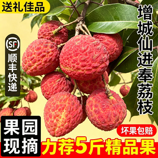 增城仙进奉荔枝 现摘现发 大果焦核 蜜香清甜 顺丰冷链礼盒装