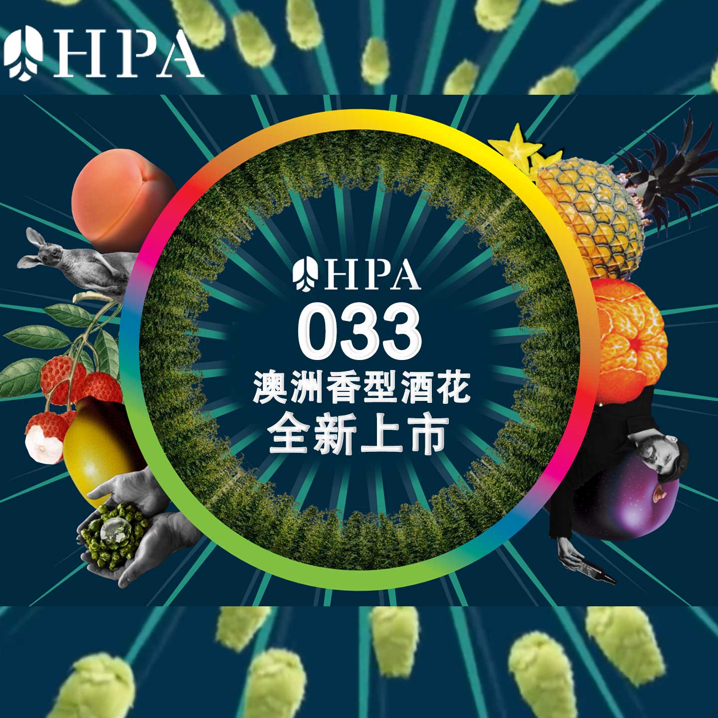 酒花HPA-033 澳洲新品种25年全新上市 芒果柑橘甜香 浓香型啤酒花