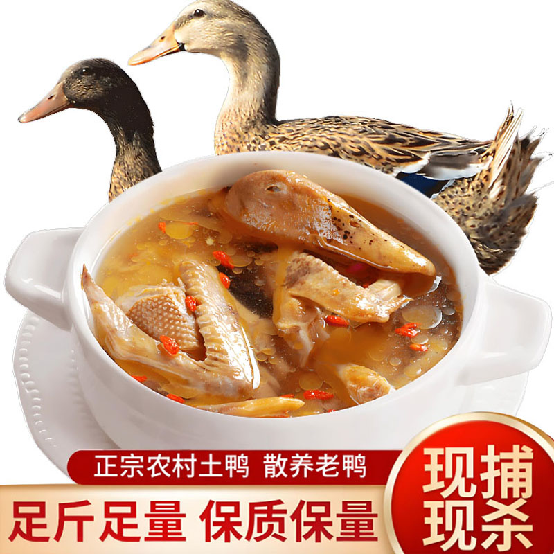 整只鸭肉鸭货包邮生冷冻整只冻鸭子白条鸭农家散养水鸭子新鲜速冻