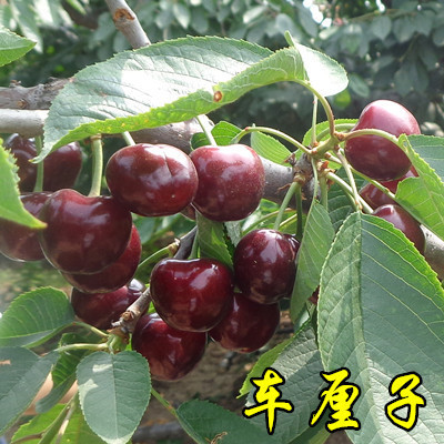车厘子树苗矮化盆栽地栽当年结果南北方种植特大樱桃果树苖樱桃树