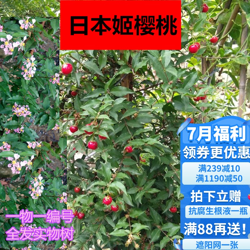 樱桃苗日本姬樱桃果树苗四季开花结果观赏性树带土带