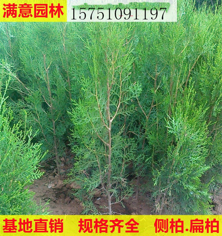 侧柏树苗 扁侧柏树 松柏树苗 庭院绿化侧柏叶 柏树绿化苗木