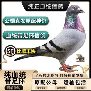 纯种信鸽鸽子活体一对公母赛鸽种鸽幼鸽吴淞信鸽詹森红狐原配种鸽