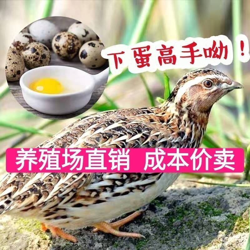 精品鹌鹑活苗下蛋公母活物非洲黑巨型鹌鹑芦丁鸡活体产蛋鹌鹑活苗