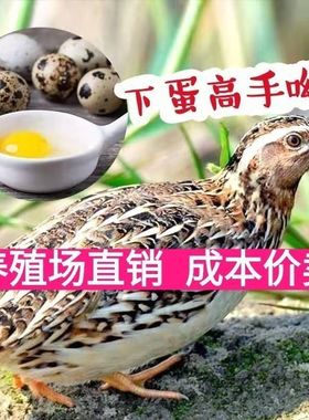 精品鹌鹑活苗下蛋公母活物非洲黑巨型鹌鹑芦丁鸡活体产蛋鹌鹑活苗