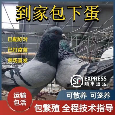 顺丰包邮鸽子活物一对肉鸽落地王
