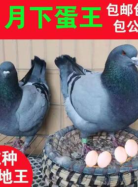 元宝鸽纯种鸽信鸽活体鸽子特大型