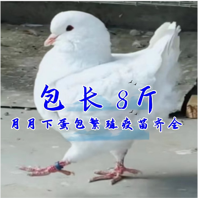 元宝鸽纯种种鸽巨型正宗包邮
