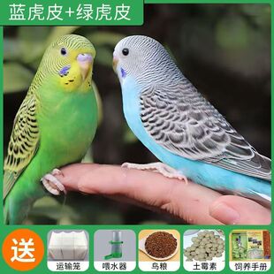 虎皮鹦鹉现货活体观赏鸟成年包繁殖包邮包活保健康可学说话专用粮