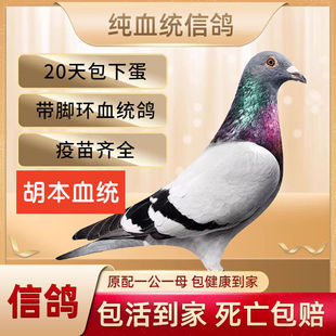 信鸽元宝鸽活物一对大鼻子信鸽黑金刚纯黑血统高级种鸽幼鸽子