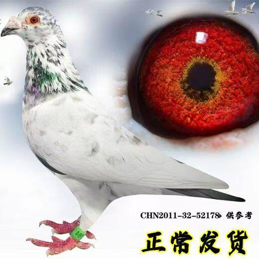 信鸽鸽子活一对血统赛鸽信鸽幼鸽公母一对正品现货带环800公里