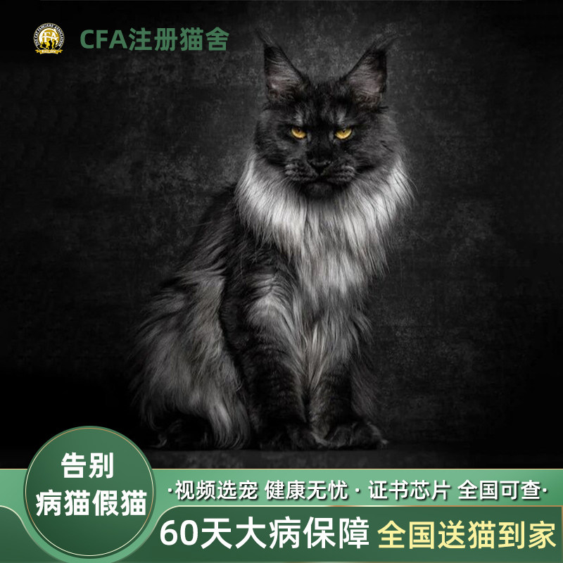 缅因猫幼猫纯种俄罗斯巨型长毛赛级血统烟灰银红虎斑宠物活体猫舍