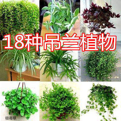 吊兰植物室内吸甲醛绿植常春藤绿萝盆栽绿植金鱼口红金心吊兰佛珠