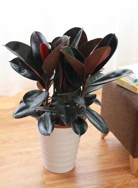 黑金刚橡皮树植物室内客厅绿植花卉盆栽吸甲醛观叶绿色植物橡胶树