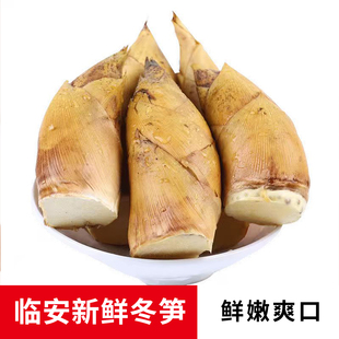 江江的姜临安天目山冬笋竹笋新鲜蔬菜当季现挖鲜嫩爽口雷笋