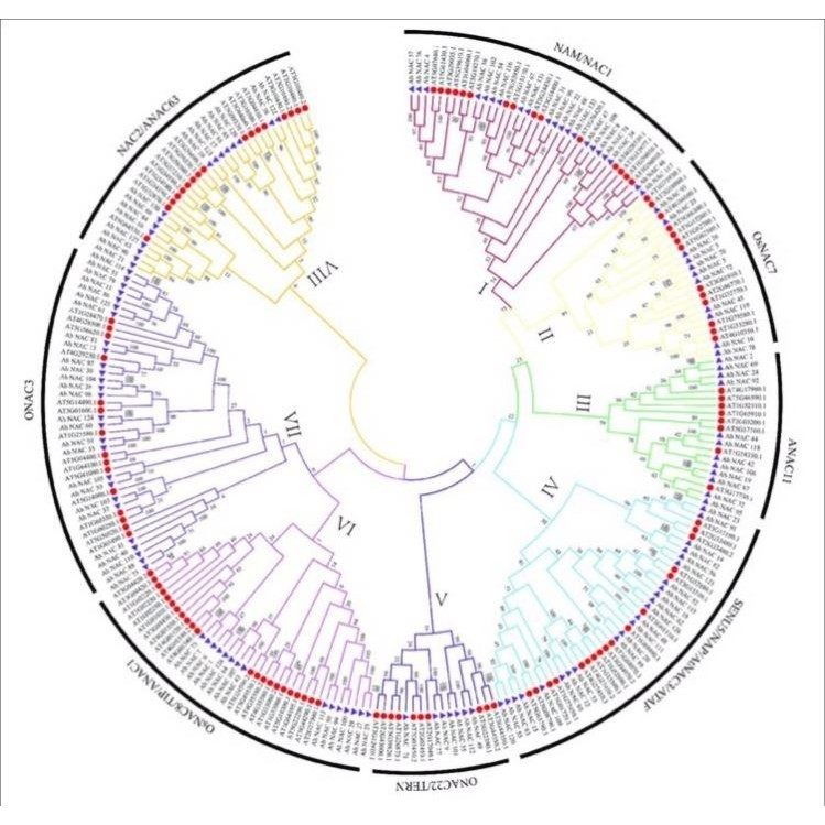 基因家族全套系统进化树绘制Circos设计图绘图生物信息数据分析
