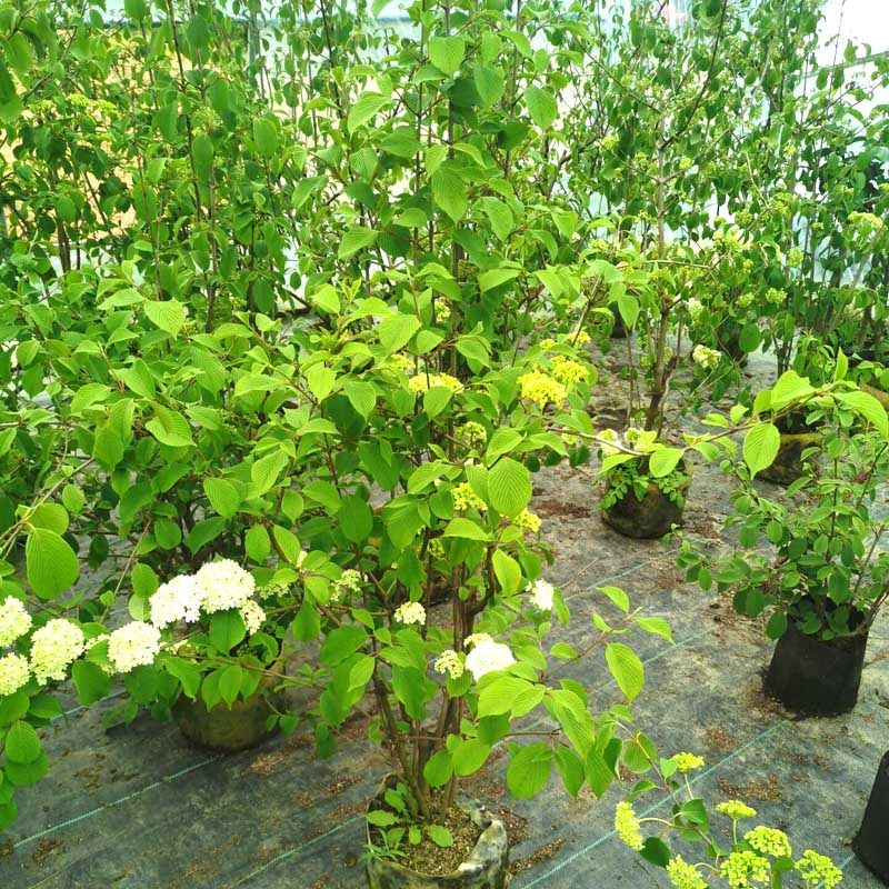 中华木本绣球花苗盆栽白色大花绣球斗球麻球琼花卉绿植室内外四季,鲜花速递/花卉仿真/绿植园艺,绣球/木绣球/木本植物,淘宝优惠券,粉丝福利购,淘宝优惠卷