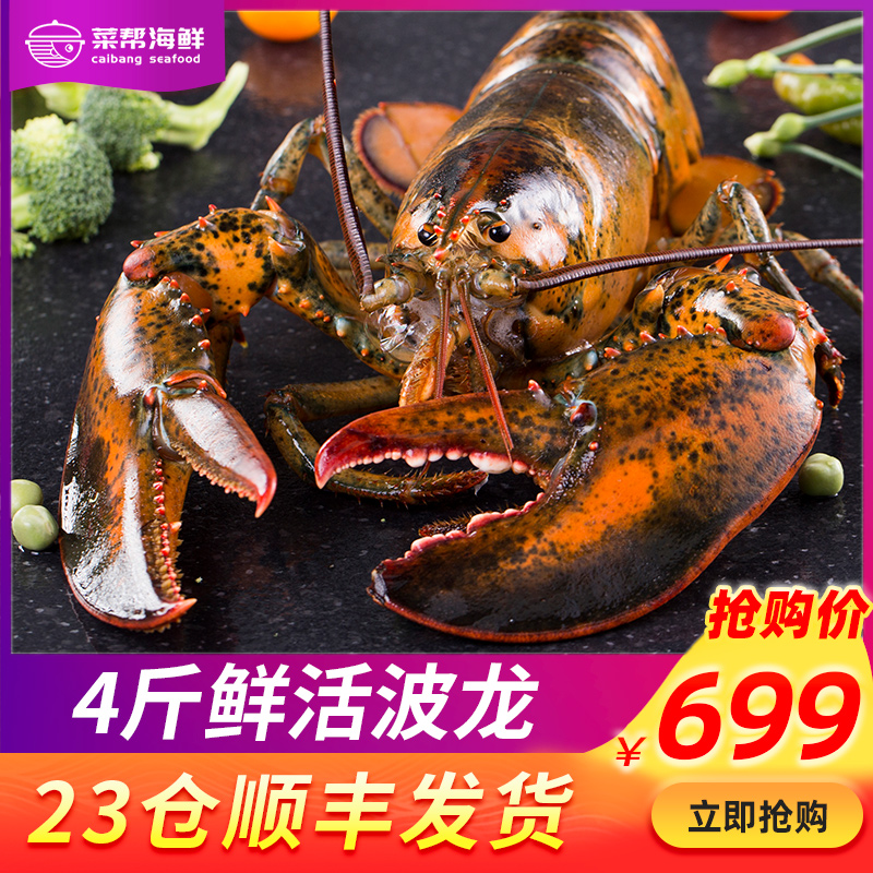 菜帮鲜活波士顿大龙虾4斤澳龙特大超大龙虾新鲜活虾