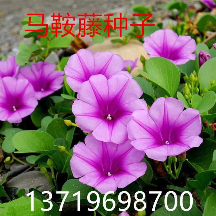 马鞍藤种子厚藤南方花卉中药材观赏庭院爬藤盆栽绿植海边护坡花草