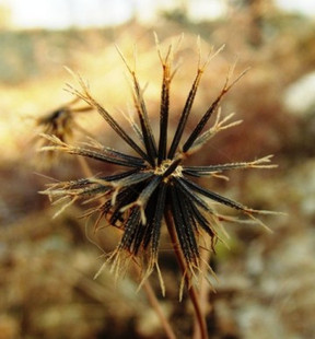 野生中草药三叶鬼针草粘人草种子春秋种植易种药用植物药材种子