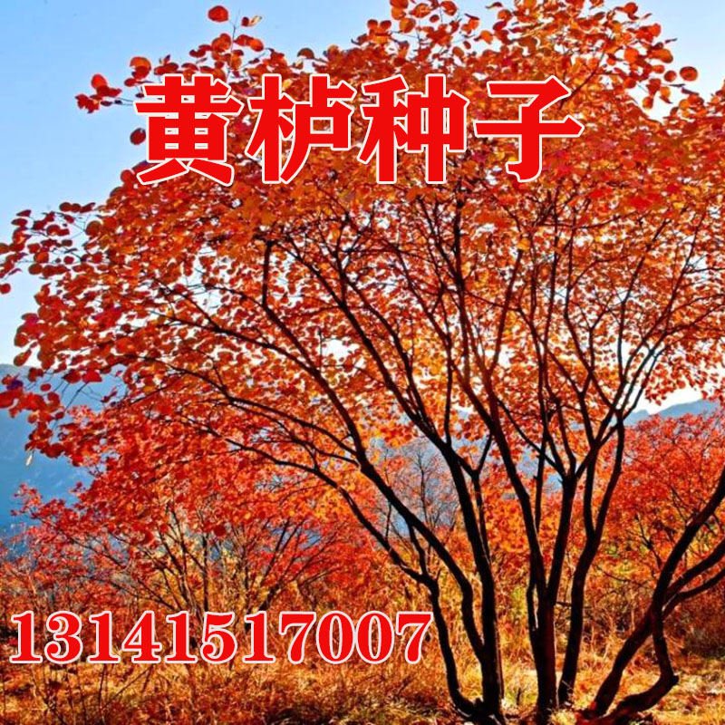 黄栌种子 黄道栌 黄溜子 红栌工程绿化树苗庭院红色树种林木种籽