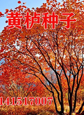 黄栌种子 黄道栌 黄溜子 红栌工程绿化树苗庭院红色树种林木种籽
