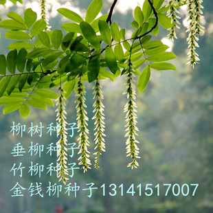 美国竹柳种子 垂柳 枫杨 水麻柳 金钱柳 杨柳 金丝柳林木柳树种子