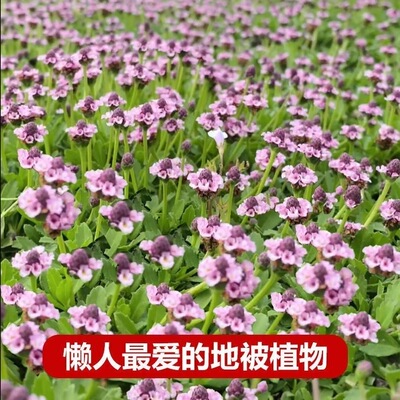 姬岩垂草种子庭院花境花园绿化