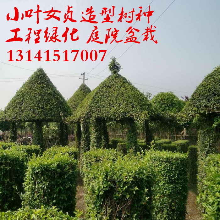 工程绿化法国卫矛红叶小檗护坡