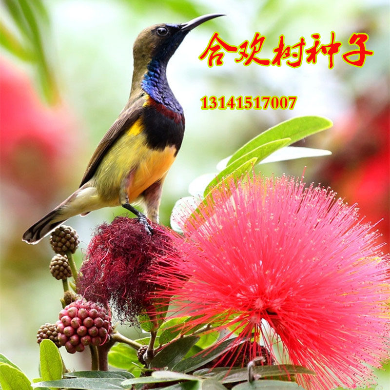 红花合欢种子行道树金合欢树盆栽绒花树银合欢山合欢工程绿化小苗