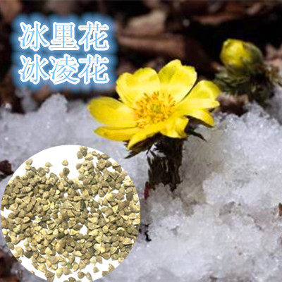 冰里花冰凌花野生侧金盏花盆景东北中草药植物顶冰花东北雪莲花卉