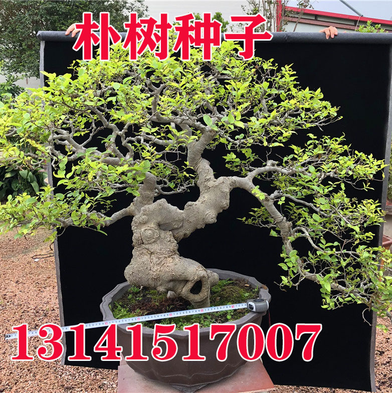 大叶朴树种子庭院沙朴珊瑚朴红皮朴树籽室内盆栽盆景小叶朴树种籽
