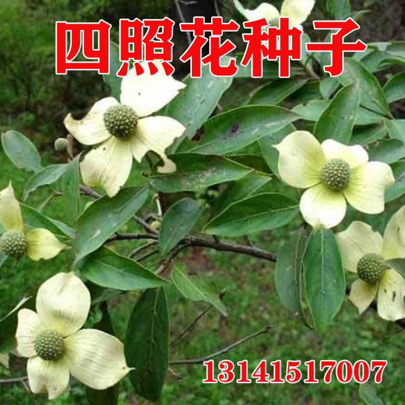 四照花种子石枣果羊梅山荔枝日本头状庭院盆栽秀丽香港四照花树苗