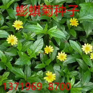 三叶蟛蜞菊种子南美黄花墨菜黄花龙舌草花蟛蜞草绿植盆栽花卉草籽