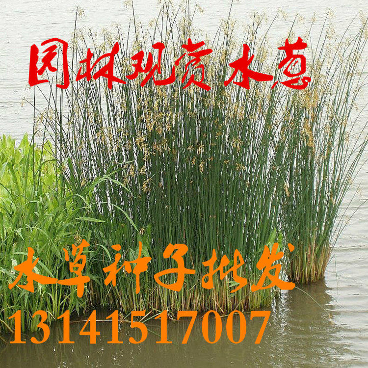 水葱种子观赏水生花卉植物葱蒲籽莞草蒲苹水丈葱冲天草净化水质草